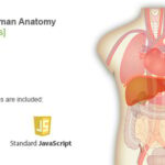Interactive Human Body Organs Diagram
