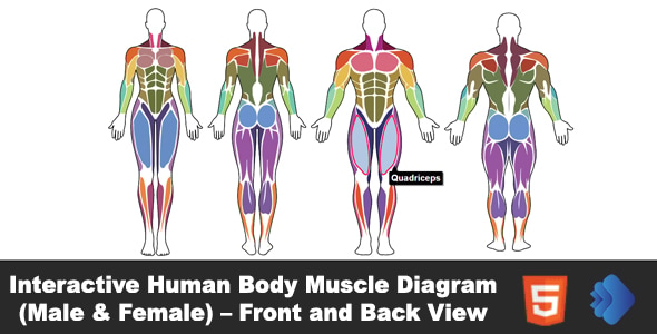 Interactive Human Body Muscle Diagram (Male & Female) - Front and Back View Interactive Human Body Muscle Diagram (Male & Female) - Front and Back View