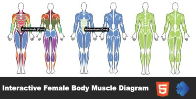 Interactive Female Body Muscle Diagram
