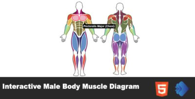 Interactive Male Body Muscle Diagram